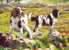 Otter House Richard MacNeil Spaniels on the Moor palapeli 1000 palaa