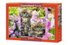Castorland Kittens in Summer Garden palapeli 1000 palaa