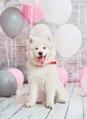 Nathan Samoyed Dog palapeli 500 palaa