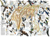New York Puzzle Company Eastern Bird Migration palapeli 1000 palaa
