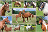 Schmidt Beautiful Horses palapeli 150 palaa