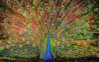 SunsOut Celebrate Life Gallery - The Big Boy palapeli 1000 palaa
