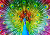 Enjoy Colorful Peacock palapeli 1000 palaa
