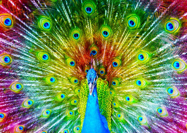 Enjoy Colorful Peacock palapeli 1000 palaa