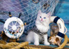 Enjoy Captain Kitten palapeli 1000 palaa