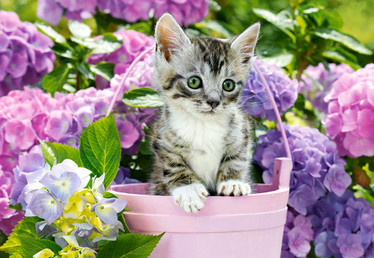 Castorland Kitten in Basket palapeli 1500 palaa