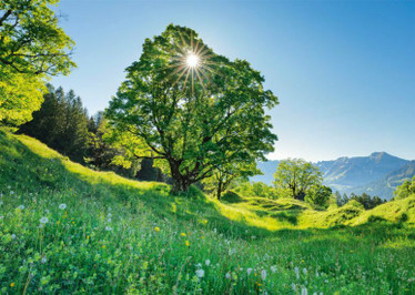 Schmidt Sycamore Maple in the Sunlight palapeli 1000 palaa