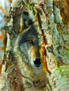 SunsOut XXL Pieces - Wolf Encounter palapeli 500 palaa