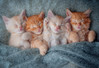 Castorland The Sweetest Kittens palapeli 1000 palaa