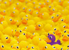 Ravensburger Challenge Rubber Ducks palapeli 1000 palaa