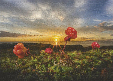 Heye Alexander von Humboldt Cloudberries palapeli 1000 palaa