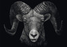 Schmidt Dominance – Ram: the epitome of fire palapeli 1000 palaa