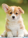 Nathan Adorable Corgi palapeli 500 palaa