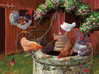 Cobble Hill The Chickens are Well palapeli 275 XXL palaa