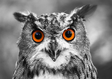 Enjoy Curious Owl palapeli 1000 palaa