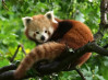 Ravensburger Cute Red Panda palapeli 500 palaa