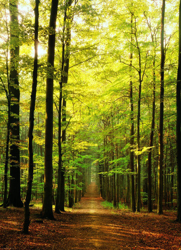 Eurographics Forest Path palapeli 1000 palaa