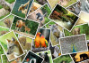 Grafika Promenade au Zoo palapeli 500 palaa