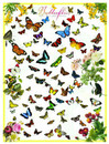 Eurographics Butterflies palapeli 1000 palaa