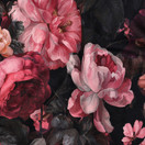 Roses, pink, joustocollege