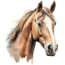 Värillinen silityskuva : Hevonen, iso