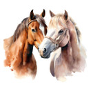 Värillinen silityskuva : Hevoset