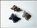 Ioliitti, 16 x 14 mm perhonen