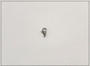 Papukaijalukko 13 x 8 mm, ruostumaton teräs