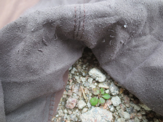 Pessoa tummanruskeat kokopaikkaiset ratsastushousut 36