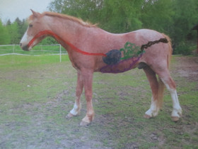 Masuvaivaisen menyy - paketti