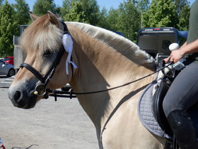 Kilpahevosen kattava ruokintasuunnitelma