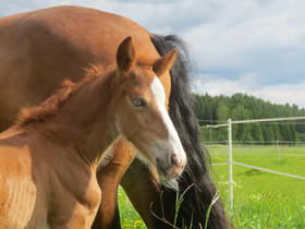 Kasvavan varsan varma valinta - paketti