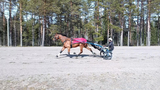 Kilpahevosen kattava ruokintasuunnitelma