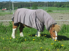 Shetlanninponin ruokinta