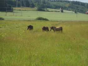 Rehuanalyysin tulkinta, korsirehu, Osa I