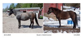 Hevosen lihavuuskuntoluokan arviointi