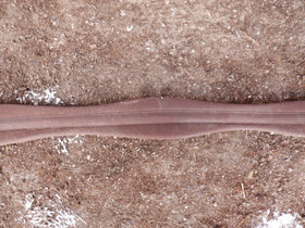 Anatominen ruskea satulavyö joustoilla, 130 cm