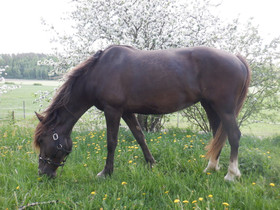 Harrastehevosen energiantarve ja siihen vaikuttavat seikat