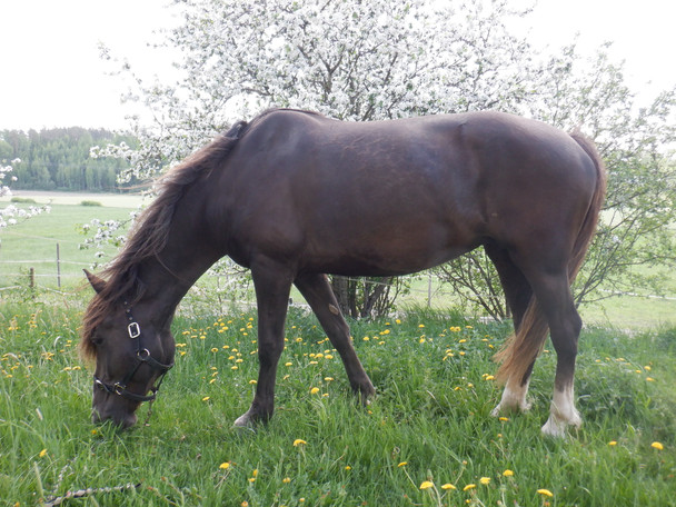 Harrastehevosen energiantarve ja siihen vaikuttavat seikat