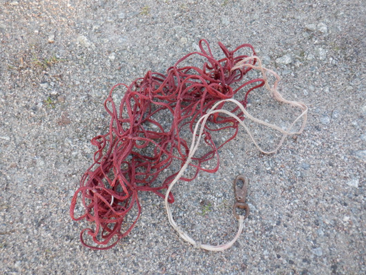 Heinäverkko, punainen