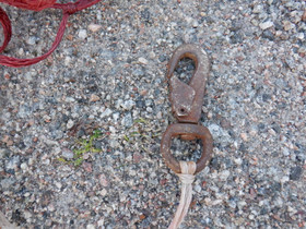 Heinäverkko, punainen