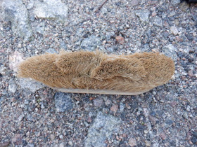 Luonnonmateriaalinen harja puolipitkillä harjaksilla