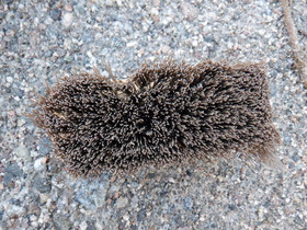 Ruskea harja puolipitkillä harjaksilla