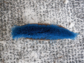 Sininen harja puolipitkillä harjaksilla