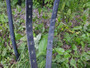 Albion Platinum koulusatula, leveys W, istuin 17