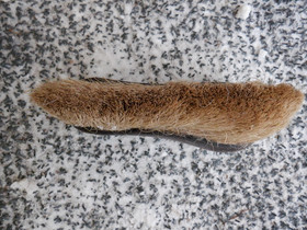 Luonnonmateriaalinen(?) harja puolipitkillä harjaksilla