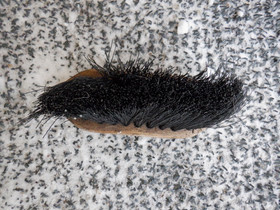 Musta harja puolipitkillä harjaksilla