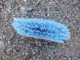 Vaaleansininen harja puolipitkillä harjaksilla