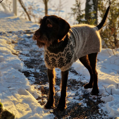 Ison koiran Pakkasromola, printtiohje