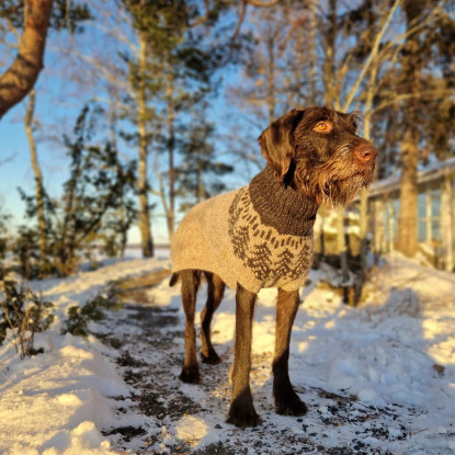 Ison koiran Pakkasromola, printtiohje
